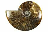 Polished Cretaceous Ammonite (Cleoniceras) Fossil - Madagascar #303958-1